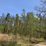Caldwell Parish Timberland for sale
