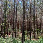 Catahoula Parish Recreational property for sale