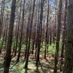 Investment land for sale in Catahoula Parish