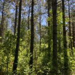 Catahoula Parish Recreational land for sale