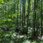 Catahoula Parish Timberland for sale