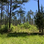 Catahoula Parish Investment land for sale