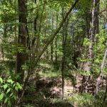 Timberland for sale in Catahoula Parish