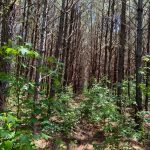 Catahoula Parish Timberland property for sale