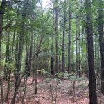 Caldwell Parish Timberland for sale