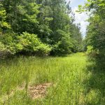 Timberland for sale in Caldwell Parish