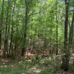 Timberland property for sale in Caldwell Parish