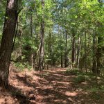 Timberland property for sale in Sabine Parish