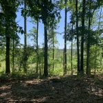 Timberland for sale in Sabine Parish