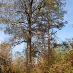 Winn Parish Timberland for sale