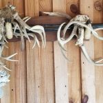 Winn Parish Timberland for sale