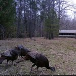 Investment land for sale in Winn Parish