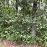 Hunting land for sale in Winn Parish