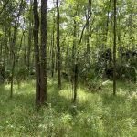Development property for sale in Rapides Parish