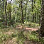 Timberland for sale in Rapides Parish
