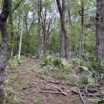 Rapides Parish Timberland for sale