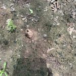 Development land for sale in Rapides Parish