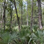 Rapides Parish Development land for sale