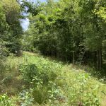 Timberland property for sale in Rapides Parish