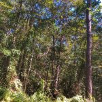 Allen Parish Investment property for sale