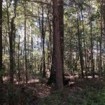Timberland for sale in Allen Parish