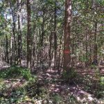 Hunting land for sale in Allen Parish