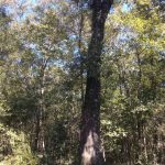 Allen Parish Timberland property for sale