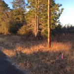 Ranchland for sale in Beauregard Parish