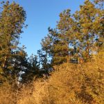 Ranchland property for sale in Beauregard Parish