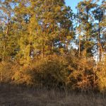 Beauregard Parish Investment property for sale