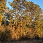 Beauregard Parish Investment property for sale