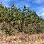 Commercial land for sale in Allen Parish