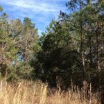 Allen Parish Commercial land for sale