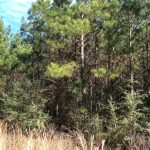Timberland for sale in Allen Parish
