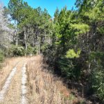 Allen Parish Agricultural land for sale