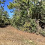 Timberland for sale in Allen Parish