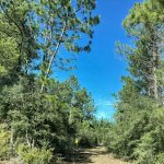 Allen Parish Timberland property for sale