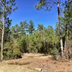 Allen Parish Recreational land for sale