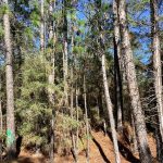 Allen Parish Recreational land for sale