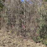 Allen Parish Agricultural land for sale