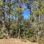 Allen Parish Agricultural land for sale