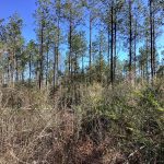 Timberland for sale in Allen Parish