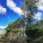 Hunting property for sale in Calcasieu Parish