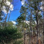 Calcasieu Parish Hunting land for sale
