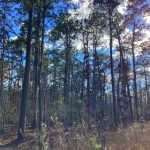 Calcasieu Parish Development land for sale