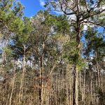 Calcasieu Parish Timberland property for sale