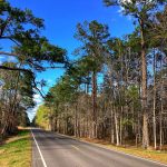Calcasieu Parish Timberland property for sale