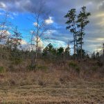 Timberland for sale in Calcasieu Parish