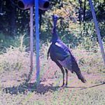 St. Landry Parish Investment land for sale