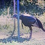 St. Landry Parish Investment land for sale